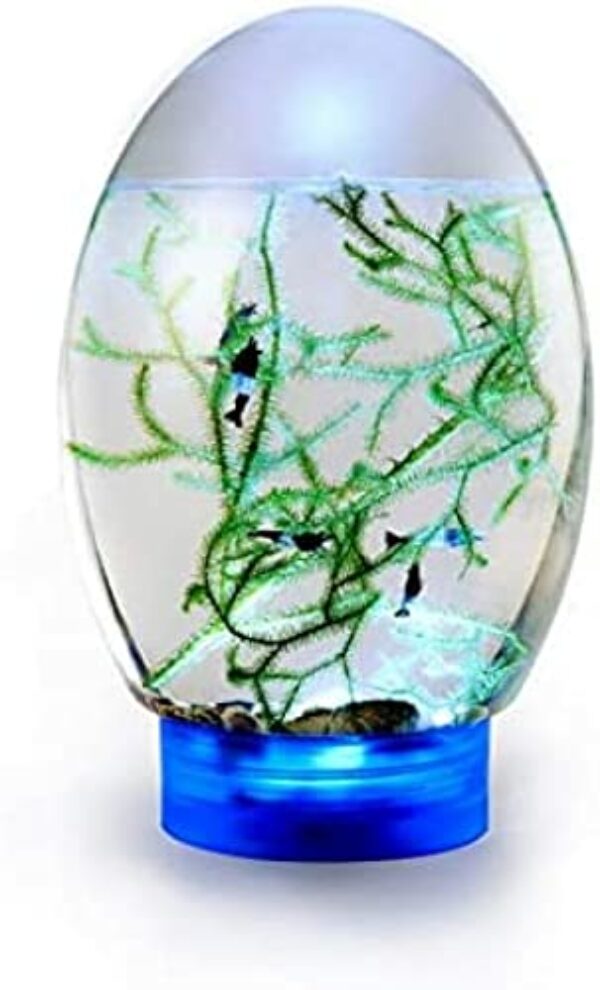 Ecosphere Closed Aquatic Ecosystem, Mit Tischfischbecken Auf LED-Basis,Blau,Pleasant63